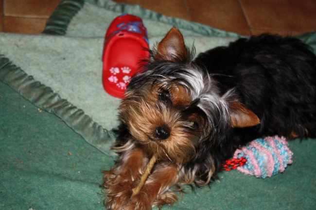 Adorable chiot Yorkshire terrier à donner