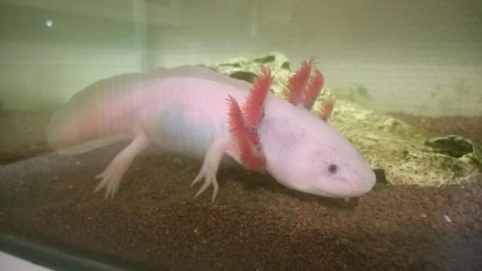 Axolotl albinos