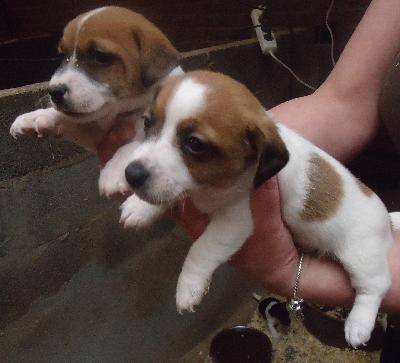 Superbes chiots jack russell terrier