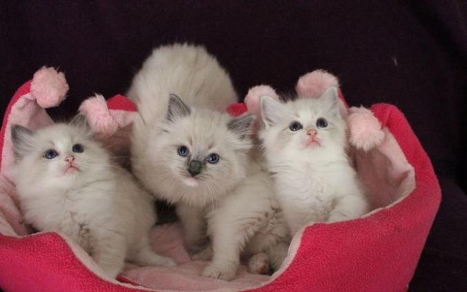 Quatre magnifiques chatons Ragdoll