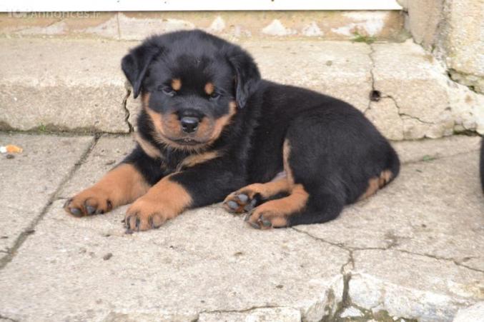 Chiots rottweiller 