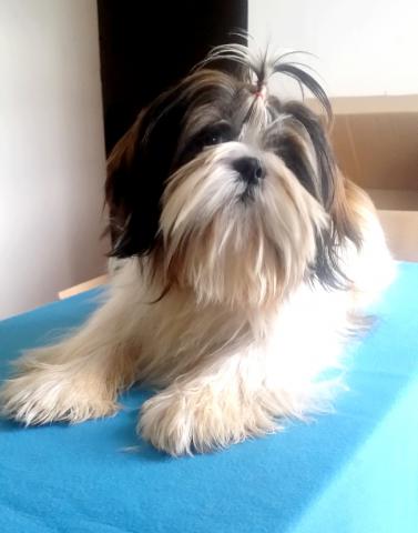  A réserver shih tzu de parents lof