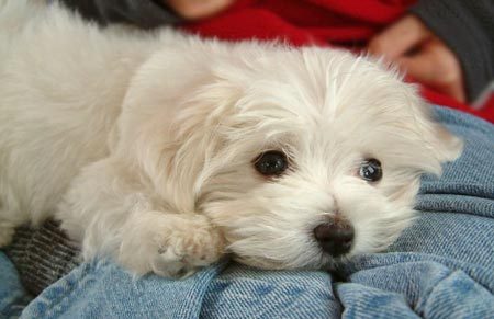 Chiots Bichon Maltaise Disponible