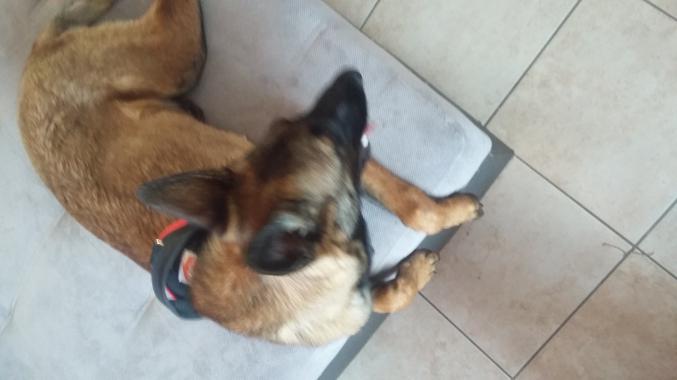 Berger belge malinois