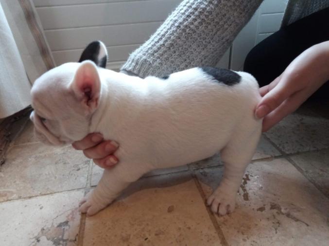 Je donne mon chien a une famille qui en prendra soin