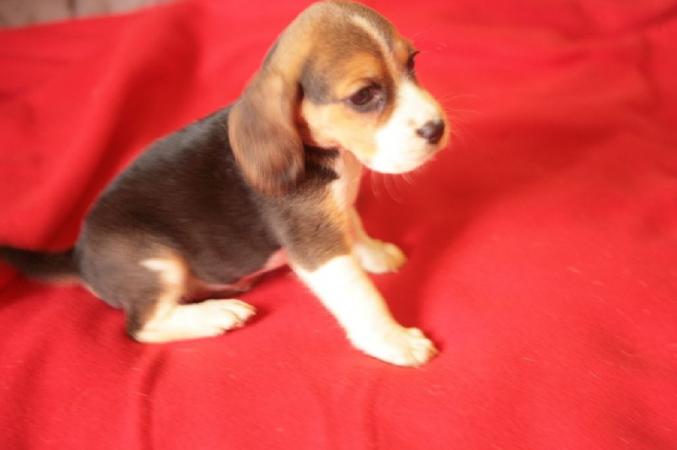 Adorable Beagle femelle