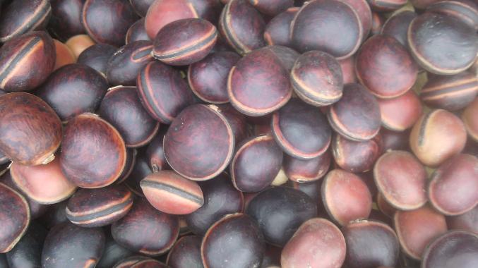 Je recherche des acheteurs grossiste Artisans créateurs utilisant des perles végétales, 