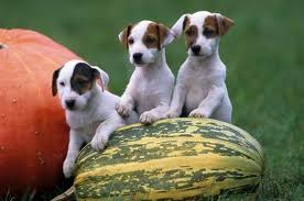 CHIOTS JACK RUSSEL parents L.O.F