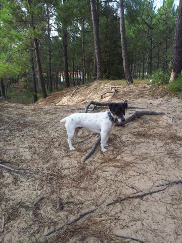 Jack russel pour saillie