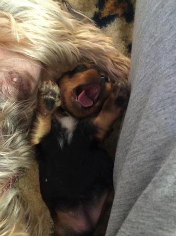 Yorkshire terrier chiot  femelle 