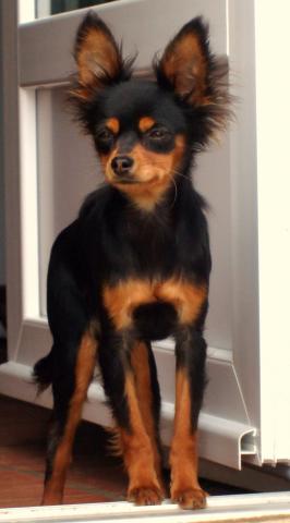 Mâle Russkiy toy LOF