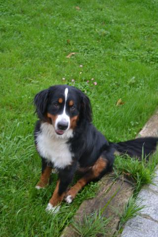 Chiot type bouvier bernois 