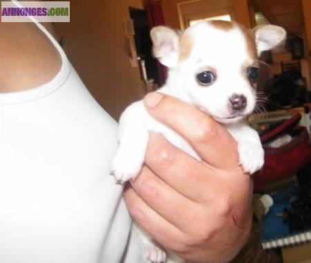 Chiots femelles type chihuahua