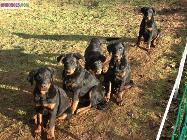 5 CHIOTS BEAUCERONS non LOF