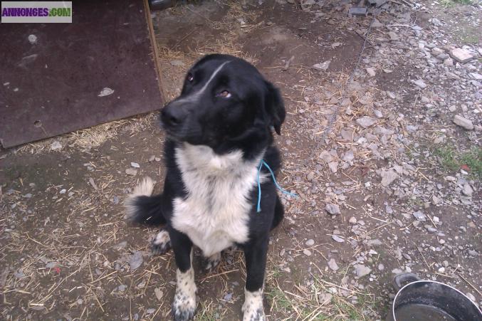 Donne chien croise border colly