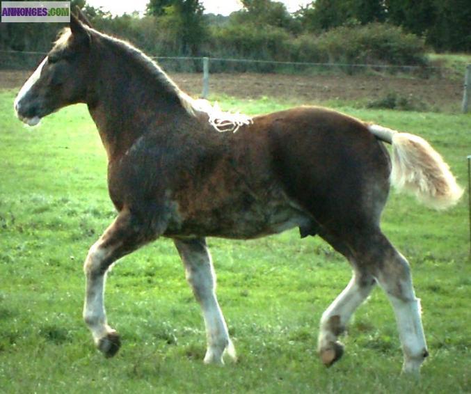 Poulain Trait Breton de 1 an