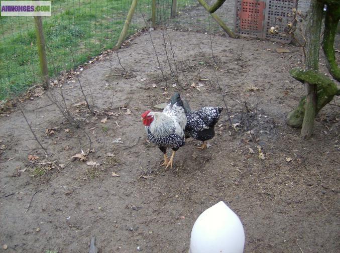 Couple poule et coq