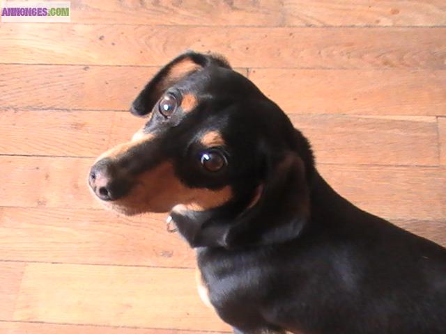 Donne teckel poil ras