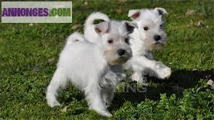 Chiots schnauzer Nain noir et blanc L.O.F