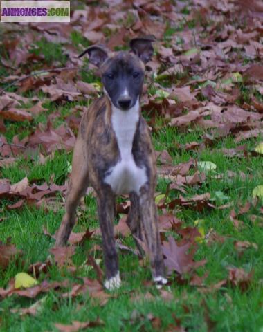 BB Whippet femelle LOF disponible