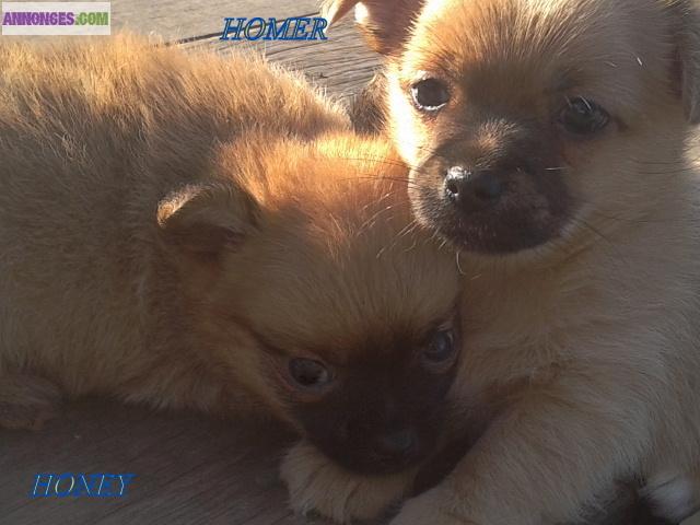         Disponible 2 adorables chiots chihuahua à poils longs