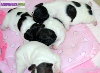Chiots type bouledogue français