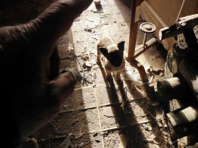 Chiots berger belge malinois