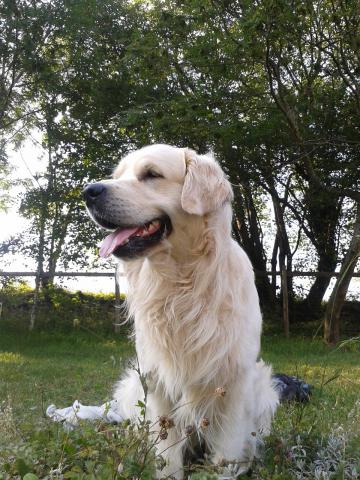 Chiots golden retriever LOF