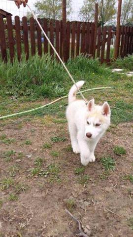 A donner chiot husky sibérien