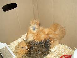 VEND POULE D'ORNEMENT