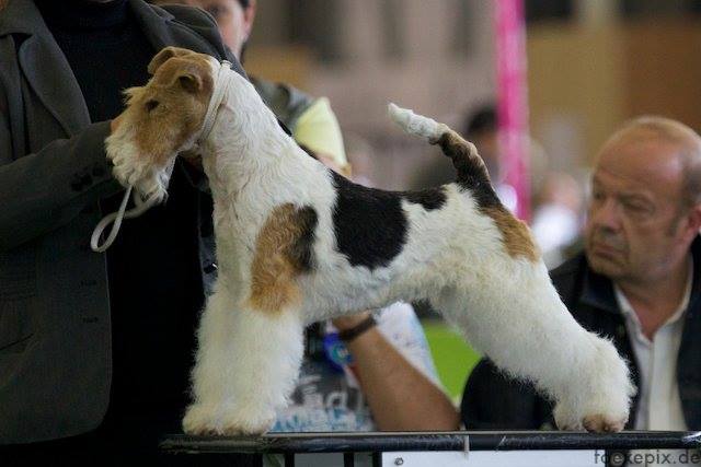 CHIOTS FOX TERRIER A RESERVER