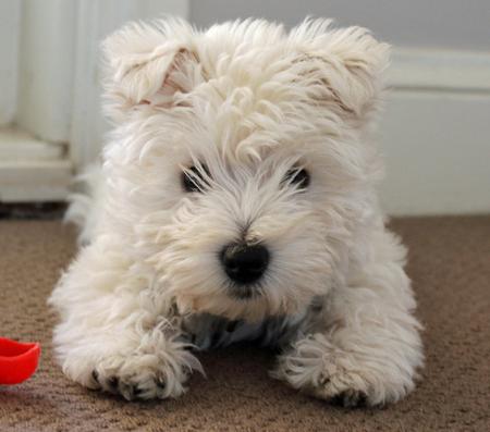Superbes chiots westie male et femelle disponibles.
