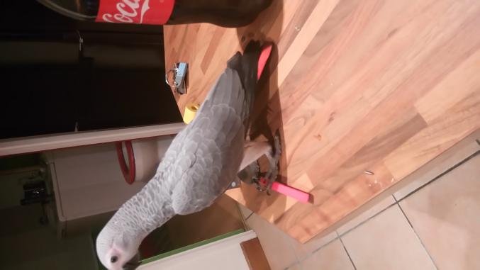 Perroquet gris du gabon 