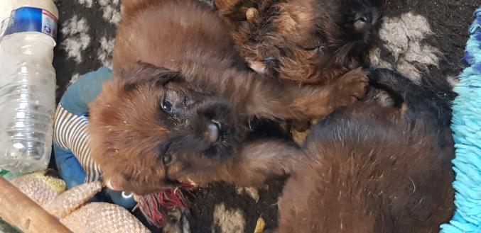 Chiots Briard fauve lof