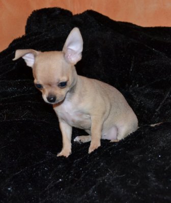 Magnifiques bb CHIHUAHUA lof à Poil Court.