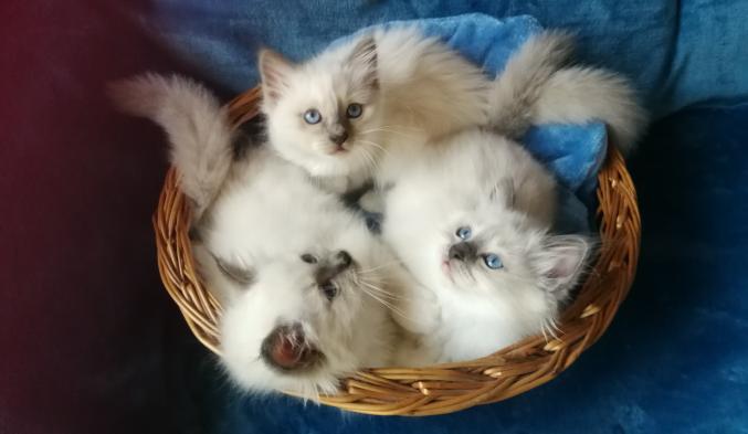 Vente chatons de race