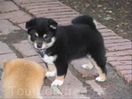 Chiots  shiba inu Lof