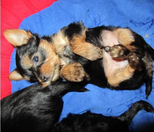 Cède chiots Yorkshire pure race non loof