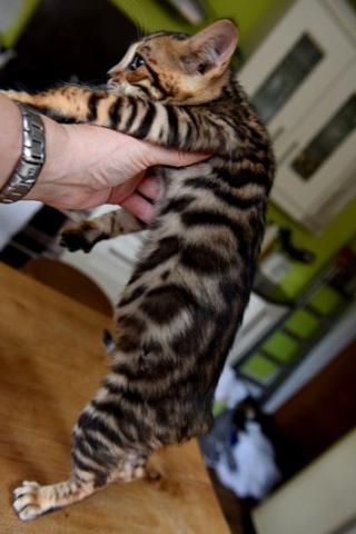 Je donne pour adoption