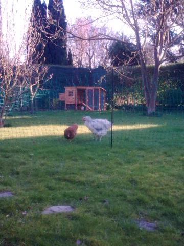 Vends ensemble poulailler, filet,accessoires et poule