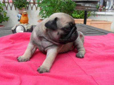 Adorable chiot de type Carlin  a adopter Male et Femelle