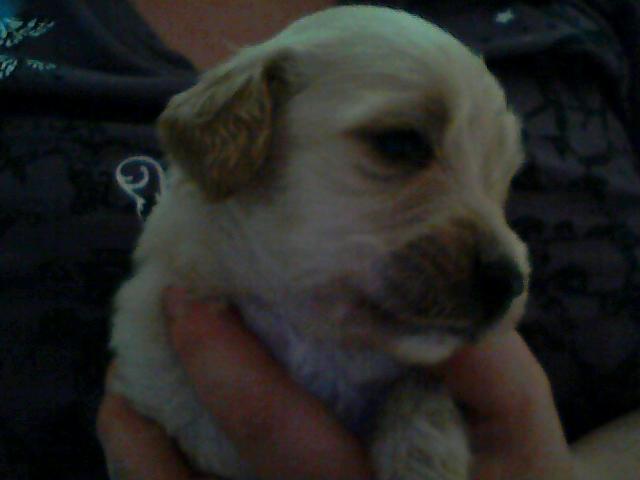 Chiot cocker  croiser golden