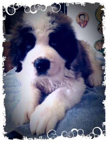 Chiot saint bernard lof