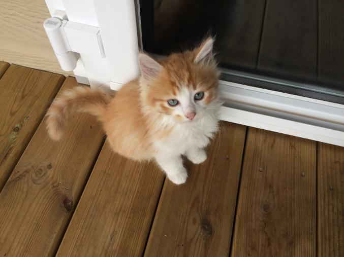 Urgent donne chatons long poil