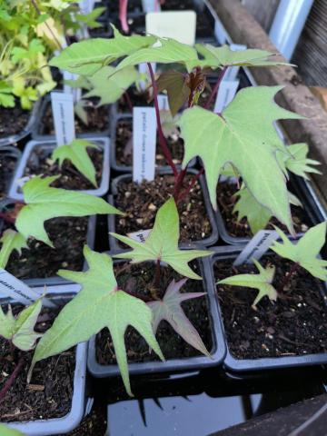 Les plants de freddy