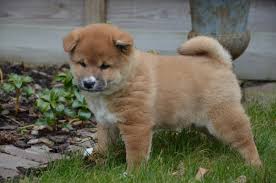 Chiots  shiba inu Lof