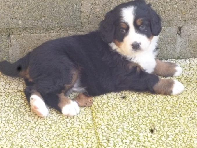 Disponibles Chiots Bouviers Bernois LOF