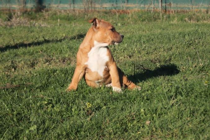 A donner Chiot Americain Staffordshire Terrier