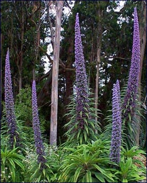 Plants d'Echium mauve