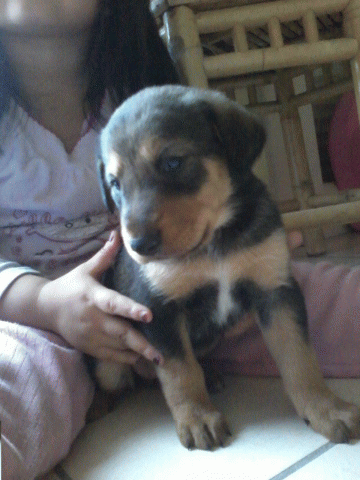 Donne chiots contre bons soins